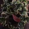 Variegated Hindu Rope Hoya Carnosa Compacta Live Plant – 2.25 inch Pot – Indoor Variegated Hindu Rope Hoya Carnosa Compacta Live Plant – 2.25 inch Pot – Indoor - Image 1