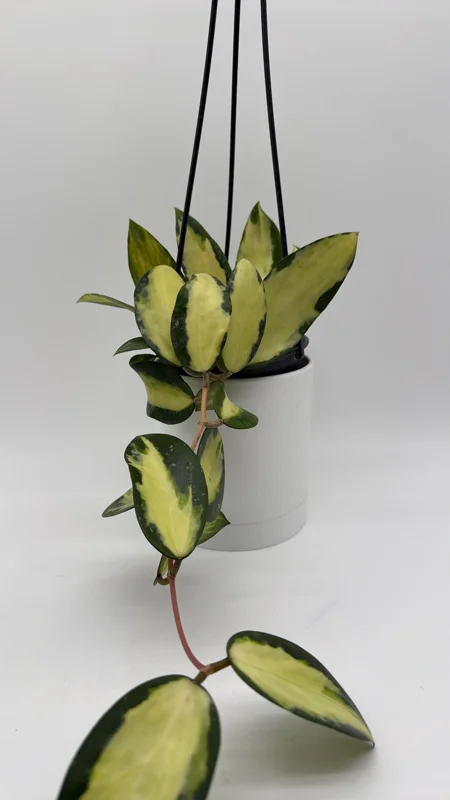 Variegated Hoya Acuta Albo-Marginata Live Plant – Trailing Wax Plant, Pet Friendly, 4" Pot Variegated Hoya Acuta Albo-Marginata Live Plant – Trailing Wax Plant, Pet Friendly, 4" Pot - Image 2