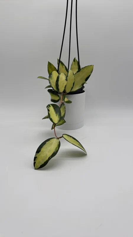 Variegated Hoya Acuta Albo-Marginata Live Plant – Trailing Wax Plant, Pet Friendly, 4" Pot Variegated Hoya Acuta Albo-Marginata Live Plant – Trailing Wax Plant, Pet Friendly, 4" Pot - Image 3
