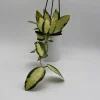 Variegated Hoya Acuta Albo-Marginata Live Plant – Trailing Wax Plant, Pet Friendly, 4" Pot Variegated Hoya Acuta Albo-Marginata Live Plant – Trailing Wax Plant, Pet Friendly, 4" Pot - Image 1