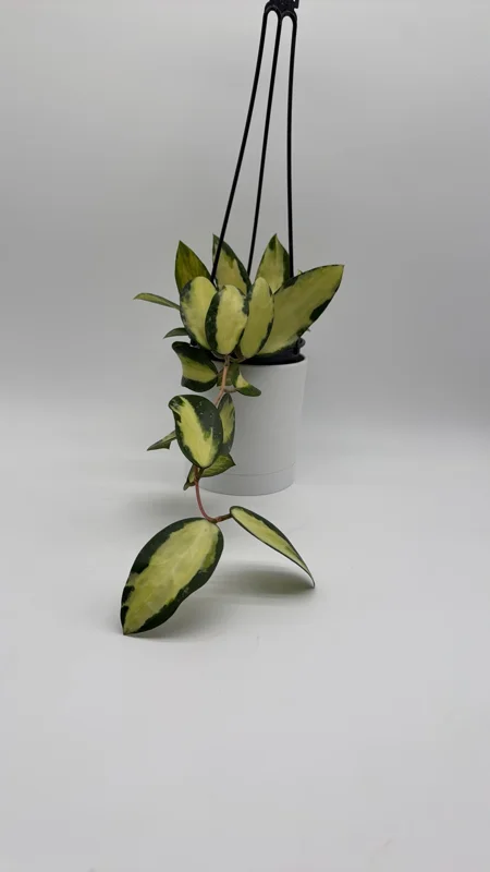 Variegated Hoya Acuta Albo-Marginata Live Plant – Trailing Wax Plant, Pet Friendly, 4" Pot Variegated Hoya Acuta Albo-Marginata Live Plant – Trailing Wax Plant, Pet Friendly, 4" Pot - Image 1