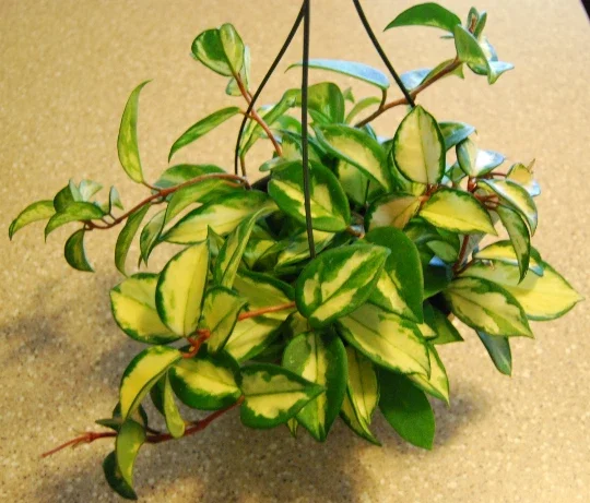 Variegated Hoya Carnosa Wax Live Plant - Cream & Green Leaves - Indoor Variegated Hoya Carnosa Wax Live Plant - Cream & Green Leaves - Indoor - Image 3