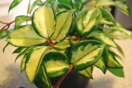 Variegated Hoya Carnosa Wax Live Plant - Cream & Green Leaves - Indoor Variegated Hoya Carnosa Wax Live Plant - Cream & Green Leaves - Indoor - Image 4