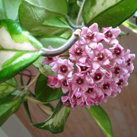 Variegated Hoya Carnosa Wax Live Plant - Cream & Green Leaves - Indoor - Image 1