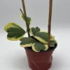 Variegated Hoya Kerrii Live Plant – 6 Inch Heart Leaf Wax Plant, Easy Care Indoor Variegated Hoya Kerrii Live Plant – 6 Inch Heart Leaf Wax Plant, Easy Care Indoor - Image 1