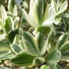 Variegated Jade Plant Cuttings - Crassula Ovata Succulent - 3 Live 4" Unrooted Cuttings - Image 1