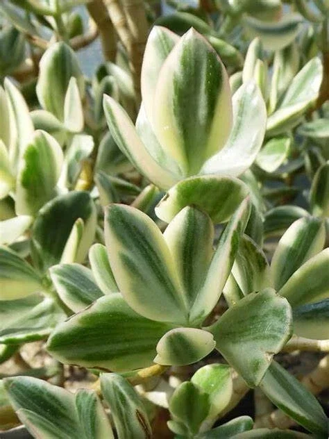 Variegated Jade Plant Cuttings - Crassula Ovata Succulent - 3 Live 4" Unrooted Cuttings Variegated Jade Plant Cuttings - Crassula Ovata Succulent - 3 Live 4" Unrooted Cuttings - Image 1