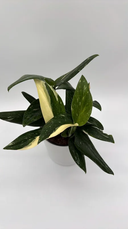 Variegated Monstera Albo Live Plant – 6 inch Pot – Indoor Houseplant Variegated Monstera Albo Live Plant – 6 inch Pot – Indoor Houseplant - Image 3
