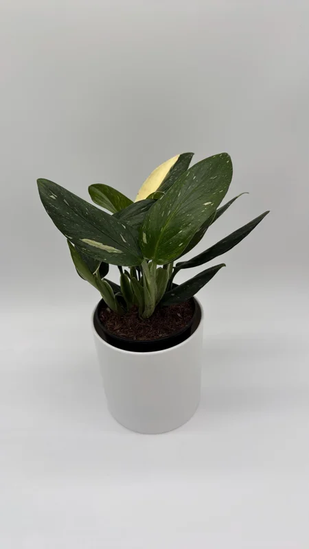 Variegated Monstera Albo Live Plant – 6 inch Pot – Indoor Houseplant Variegated Monstera Albo Live Plant – 6 inch Pot – Indoor Houseplant - Image 4