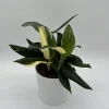 Variegated Monstera Albo Live Plant – 6 inch Pot – Indoor Houseplant Variegated Monstera Albo Live Plant – 6 inch Pot – Indoor Houseplant - Image 1