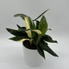 Variegated Monstera Albo Live Plant – 6 inch Pot – Indoor Houseplant - Image 1