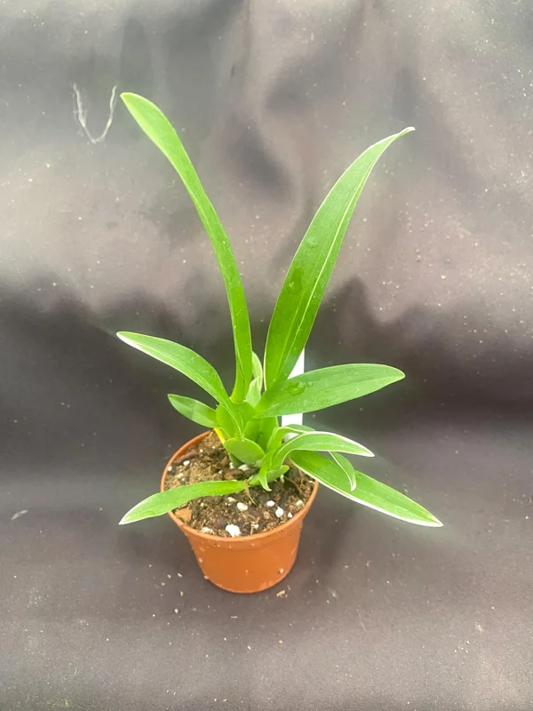 Variegated Oncidium Type Orchid Plant - Bratonia Shelob 'Okika' in 2.5" Pot - Image 2