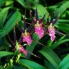 Variegated Oncidium Type Orchid Plant - Bratonia Shelob 'Okika' in 2.5" Pot - Image 1