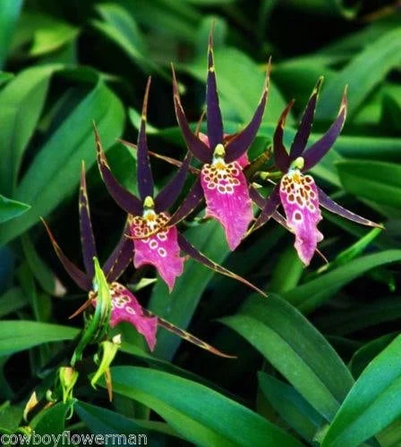 Variegated Oncidium Type Orchid Plant - Bratonia Shelob 'Okika' in 2.5" Pot - Image 1
