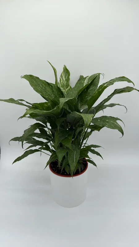 Variegated Peace Lily Domino Live Plant – 6 inch Pot – Air-Purifying Houseplant - Image 2