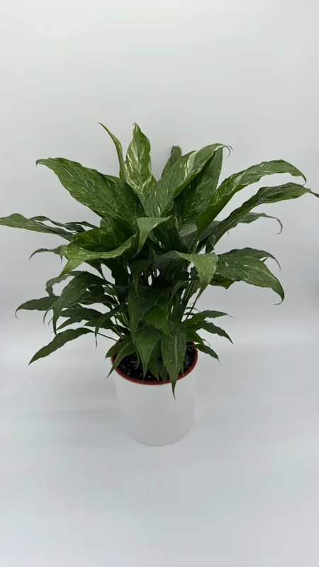 Variegated Peace Lily Domino Live Plant – 6 inch Pot – Air-Purifying Houseplant - Image 1