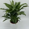 Variegated Peace Lily 'Domino' Live Plant – Air-Purifying Houseplant – 6 inch Pot - Image 1