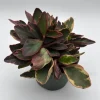 Variegated Peperomia Ginny Live Plant – 6 inch Pot – Pet Friendly Indoor Plant Variegated Peperomia Ginny Live Plant – 6 inch Pot – Pet Friendly Indoor Plant - Image 1