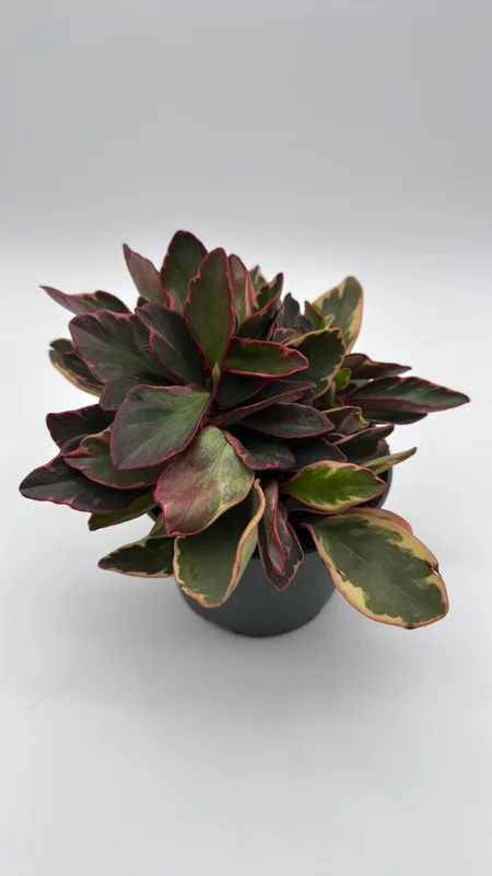 Variegated Peperomia Ginny Live Plant – 6 inch Pot – Pet Friendly Indoor Plant - Image 1