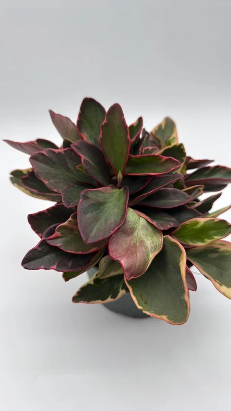 Variegated Peperomia Ginny Live Plant – 6 inch Pot – Pet Friendly Indoor Plant - Image 2