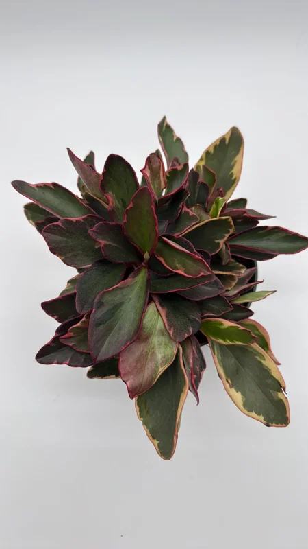 Variegated Peperomia Ginny Live Plant – 6 inch Pot – Pet Friendly Indoor Plant Variegated Peperomia Ginny Live Plant – 6 inch Pot – Pet Friendly Indoor Plant - Image 3