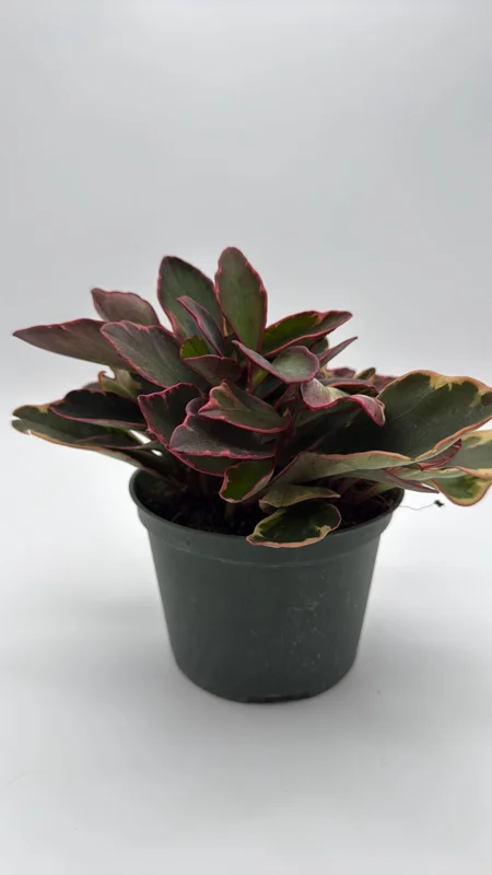 Variegated Peperomia Ginny Live Plant – 6 inch Pot – Pet Friendly Indoor Plant Variegated Peperomia Ginny Live Plant – 6 inch Pot – Pet Friendly Indoor Plant - Image 4