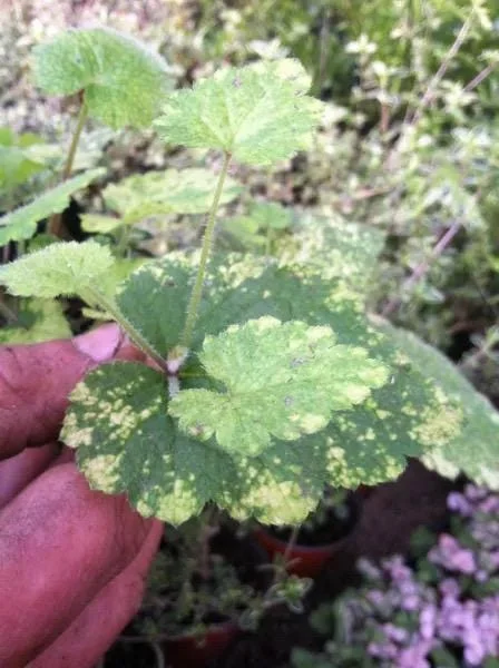 Variegated Piggyback Plant – Tolmiea Menziesii Variegated Live Plant – Indoor Foliage Variegated Piggyback Plant – Tolmiea Menziesii Variegated Live Plant – Indoor Foliage - Image 1