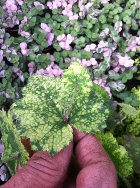 Variegated Piggyback Plant – Tolmiea Menziesii Variegated Live Plant – Indoor Foliage Variegated Piggyback Plant – Tolmiea Menziesii Variegated Live Plant – Indoor Foliage - Image 2