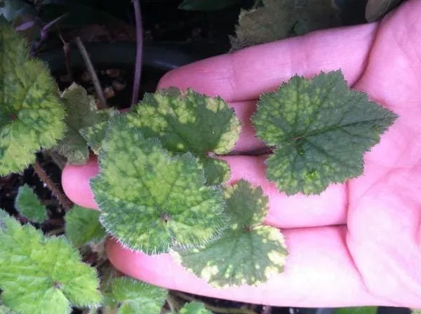 Variegated Piggyback Plant – Tolmiea Menziesii Variegated Live Plant – Indoor Foliage Variegated Piggyback Plant – Tolmiea Menziesii Variegated Live Plant – Indoor Foliage - Image 3