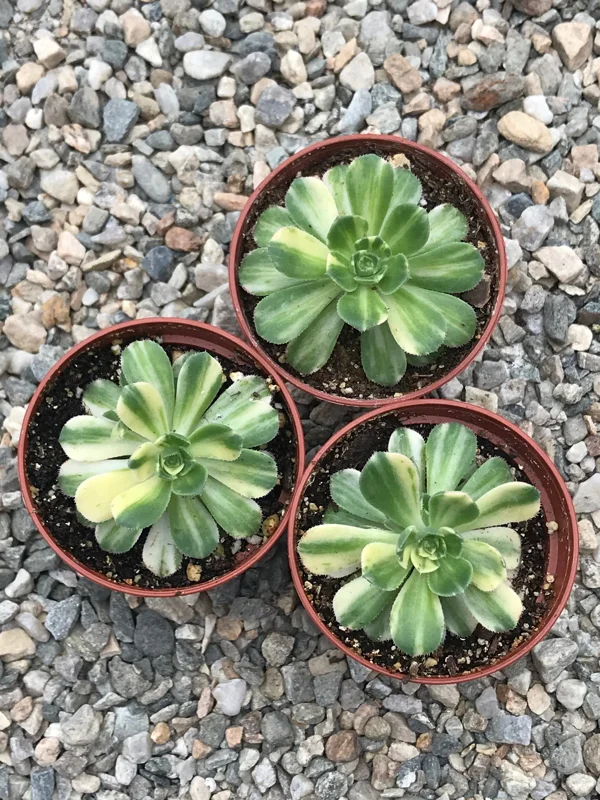 Variegated Pinwheel Aeonium Haworthia Variegata Live Succulent Plant Variegated Pinwheel Aeonium Haworthia Variegata Live Succulent Plant - Image 3