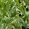 Variegated Solomon's Seal Live Plant – Polygonatum x hybridum striatum – 5.25" Pot – Well Rooted Perennial Variegated Solomon's Seal Live Plant – Polygonatum x hybridum striatum – 5.25" Pot – Well Rooted Perennial - Image 1