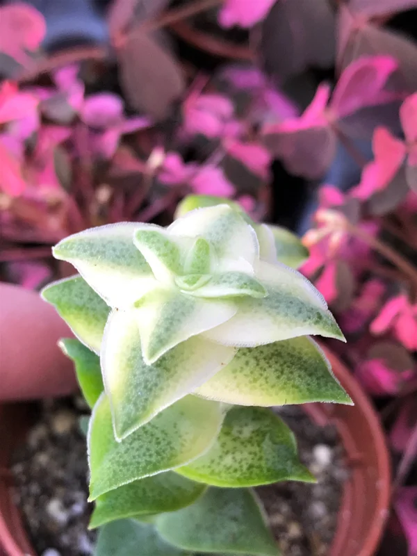 Variegated String of Buttons Live Plant – Crassula Perforata Variegata Succulent – Indoor/Outdoor Variegated String of Buttons Live Plant – Crassula Perforata Variegata Succulent – Indoor/Outdoor - Image 3