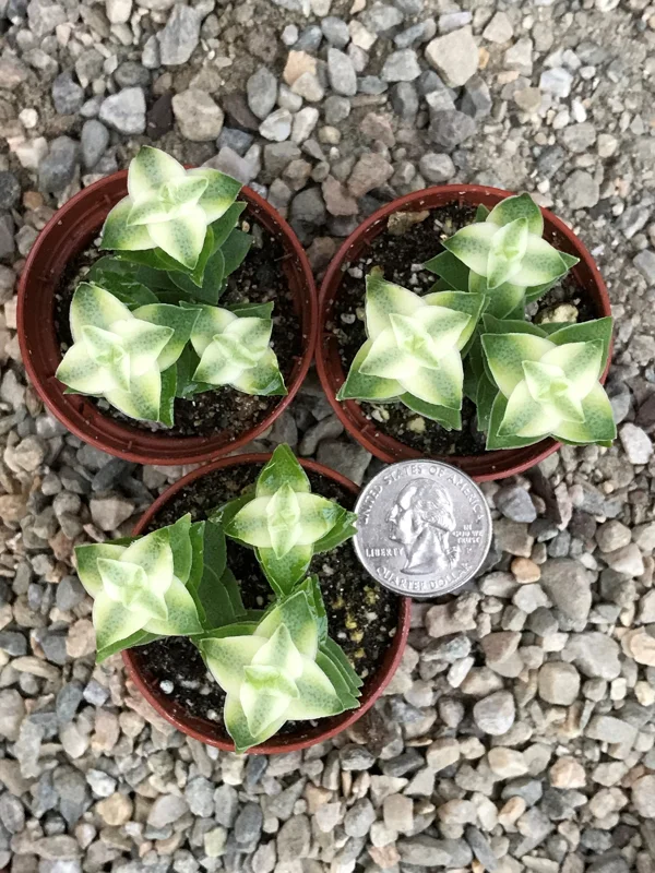 Variegated String of Buttons Live Plant – Crassula Perforata Variegata Succulent – Indoor/Outdoor Variegated String of Buttons Live Plant – Crassula Perforata Variegata Succulent – Indoor/Outdoor - Image 4