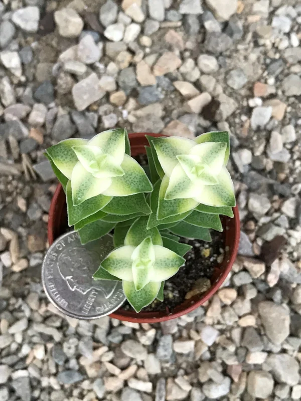 Variegated String of Buttons Live Plant – Crassula Perforata Variegata Succulent – Indoor/Outdoor Variegated String of Buttons Live Plant – Crassula Perforata Variegata Succulent – Indoor/Outdoor - Image 5