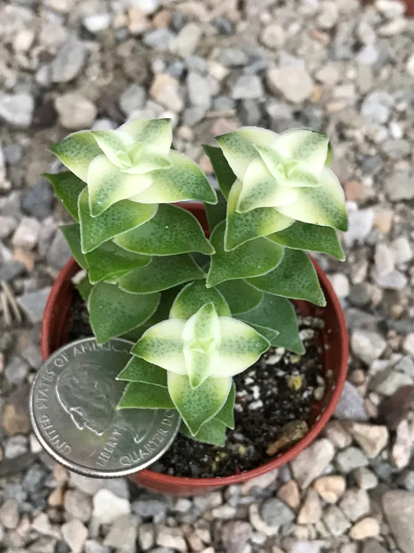 Variegated String of Buttons Live Plant – Crassula Perforata Variegata Succulent – Indoor/Outdoor Variegated String of Buttons Live Plant – Crassula Perforata Variegata Succulent – Indoor/Outdoor - Image 6