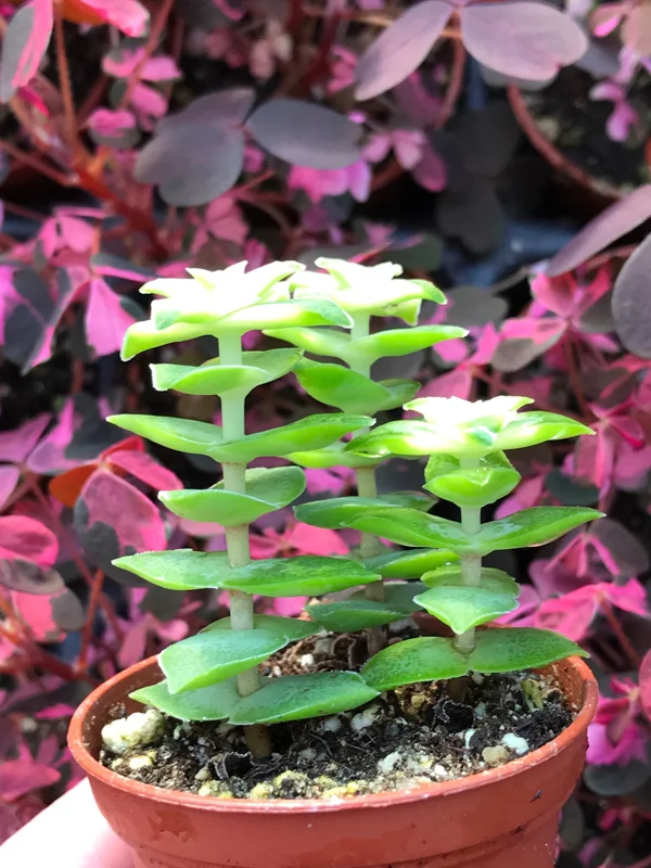 Variegated String of Buttons Live Plant – Crassula Perforata Variegata Succulent – Indoor/Outdoor Variegated String of Buttons Live Plant – Crassula Perforata Variegata Succulent – Indoor/Outdoor - Image 7