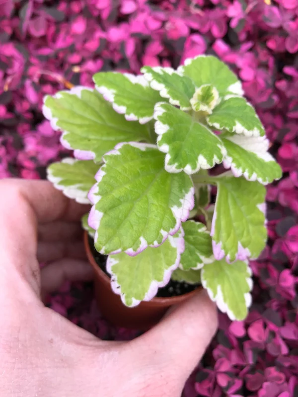 Variegated Swedish Ivy Live Plant – 5x 2-inch Pots – Plectranthus Coleoides - Image 2