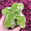 Variegated Swedish Ivy Live Plant – 5x 2-inch Pots – Plectranthus Coleoides Variegated Swedish Ivy Live Plant – 5x 2-inch Pots – Plectranthus Coleoides - Image 1