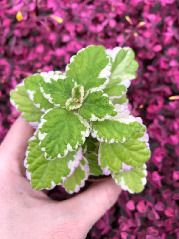 Variegated Swedish Ivy Live Plant – 5x 2-inch Pots – Plectranthus Coleoides - Image 1