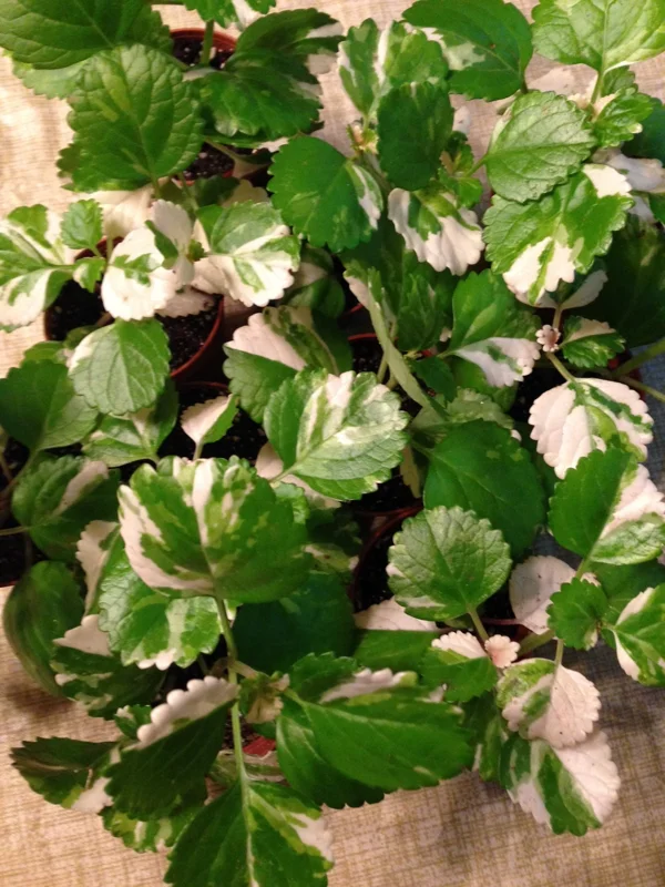 Variegated Swedish Ivy Live Plant - Plectranthus Australis - Indoor Houseplant - Image 2