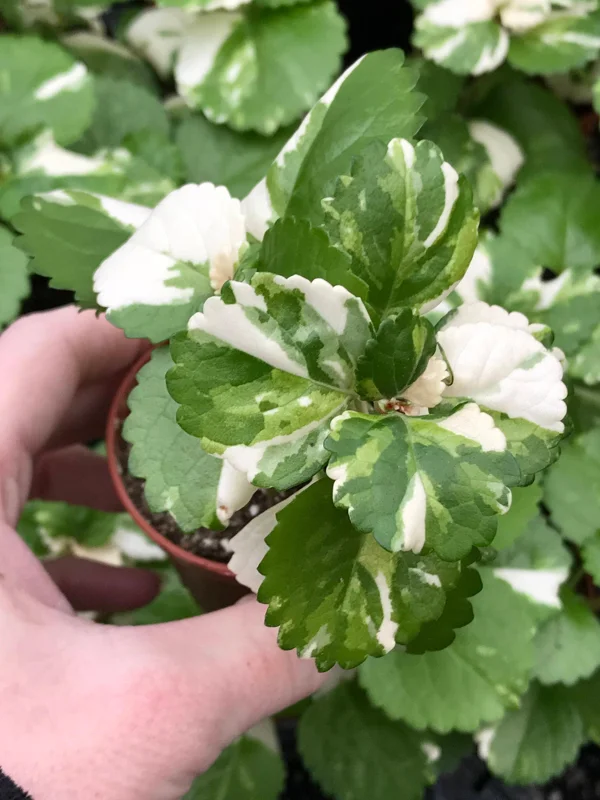 Variegated Swedish Ivy Live Plant - Plectranthus Australis - Indoor Houseplant - Image 1