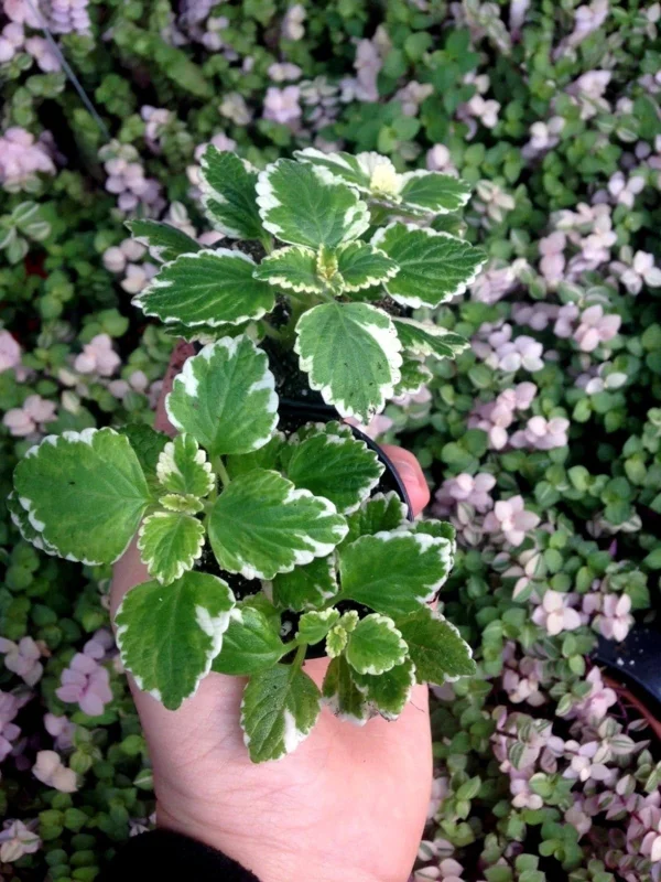 Variegated Swedish Ivy Live Plant - Plectranthus Coleoides - Indoor Outdoor - Image 1