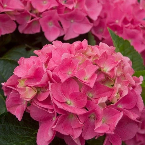 Vienna Pink Hydrangea Seeds - 5 Count - Perennial Shrub Flower - Image 2