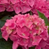 Vienna Pink Hydrangea Seeds - 5 Count - Perennial Shrub Flower - Image 1