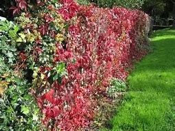 Virginia Creeper Vine Live Plant – 1 Gallon Pot – Fast Growing Outdoor Climber Virginia Creeper Vine Live Plant – 1 Gallon Pot – Fast Growing Outdoor Climber - Image 3