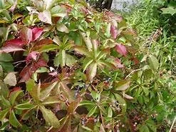 Virginia Creeper Vine Live Plant – 1 Gallon Pot – Fast Growing Outdoor Climber Virginia Creeper Vine Live Plant – 1 Gallon Pot – Fast Growing Outdoor Climber - Image 4