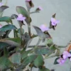 Wandering Jew Blue Sue Purple Heart Tradescantia Live Plant Wandering Jew Blue Sue Purple Heart Tradescantia Live Plant - Image 1