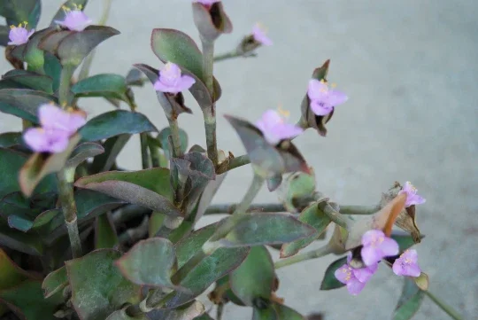 Wandering Jew Blue Sue Purple Heart Tradescantia Live Plant - Image 1