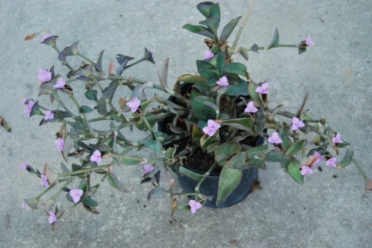 Wandering Jew Blue Sue Purple Heart Tradescantia Live Plant - Image 2