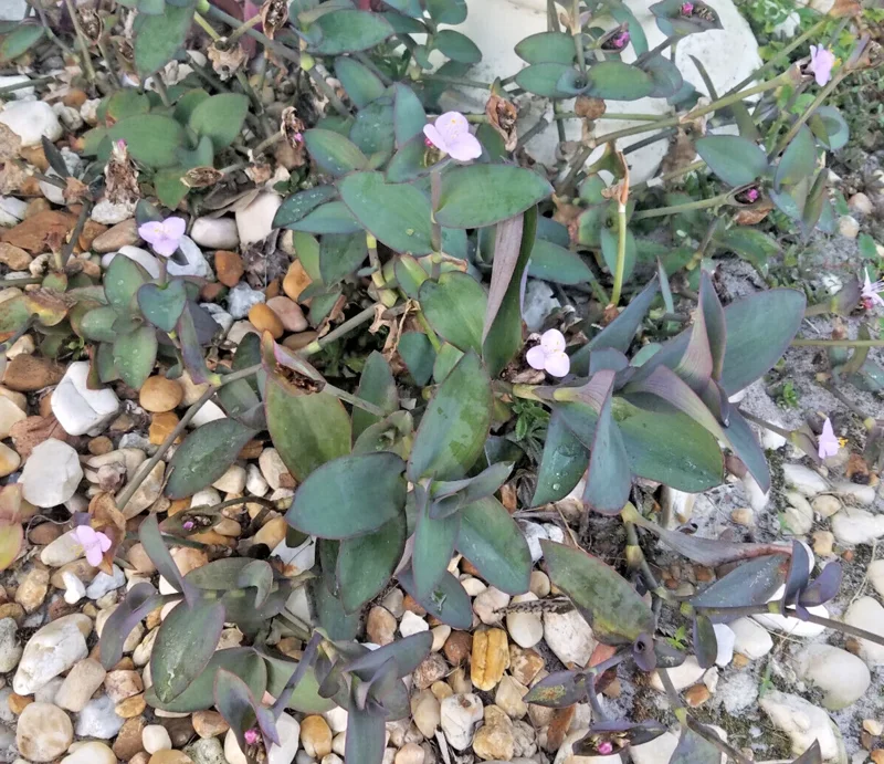 Wandering Jew Blue Sue Purple Heart Tradescantia Live Plant Wandering Jew Blue Sue Purple Heart Tradescantia Live Plant - Image 3